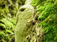 Esprits de la nature
